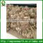 Cycas revoluta bare root (multihead) (2)