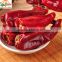 red hot chili for international market dried chilli stemless hot pepper