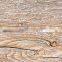 Wood Design Ceramic Floor Tile Oak Grain150*600 150*800 200*1000