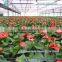 Plastic agriculture film greenhouse for sale