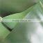 Soft 150D 140T polyester coated TPU fabric/TPU Coated pongee fabric
