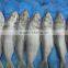 FROZEN DOTTED GIZZARD SHAD FISH W/R - SIZE 4/6