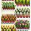 mini grafted cactus succulent ornamental indoor plants bonsai nursery echinocactus grusonii cereus cacti