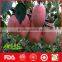 Fresh Fruit of Fresh Apples in Hot Selling