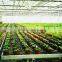 Automatic Dripping Irrigation System for Greenhouse