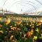 Low Cost High Tunnel Greenhouse For Sale