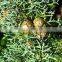 Cypress oil