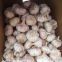 Loose Packing 5.5-6cm Fresh Red Garlic Produced In Jinxiang Shandong China