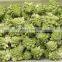 Sinocharm 2022 New Season BRC A Approved IQF Frozen Romanesco