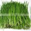 Sinocharm BRC A Approved IQF Green Leek IQF Green Onion Chopped Export Korea