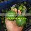 VIETNAMESE EXPORTING LIME/ GREEN LEMON WITH BEST PRICE