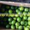 BEST QUALITY OF GREEN LEMON/LIME FROM VIETNAM