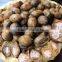 BETEL NUTS 80% GOOD CUT GOOD PRICE FOR BANGLADESH