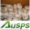 china fresh garlic price 2015