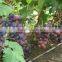 grape tree seedling