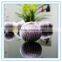 Organic garlic seed bulbs, a bulb of red garlic, fresh garlic seed