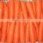 Fresh Carrot 2016 Crop