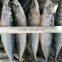 high quality sea frozen mackerel