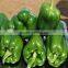 High Yield Anti Virus Sweet Pepper/Capsicum Seed For Sale