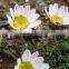 Anacyclus Pyrethrum