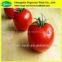 Natural tomato powder extract/tomato flavor powder/tomato powder