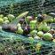 agricultural crops field plastic hdpe collecting harvest net for olive