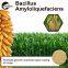 Bacillus Amyloliquefaciens