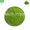 in stock Green barley grass extract powder