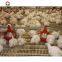 China prefabricated  chicken poultry natural ventilation chicken house