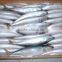 WR Frozen Pacific Mackerel