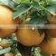 ZHOUTIAN High Production Big Yellow Pears