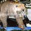 My Dino-C056 Amusement park lifelike Ice Age animal statue for sale