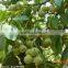 Factory Direct Supply Walnut Oil with Good Price