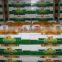 2015 New Crop of Fresh Pomelo Honey Pomelo pomelo fruit