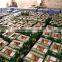 2016 Hot sale Honey pomelo 12kg/ctn