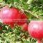 2016 New Pomegranate Seeds For Planting