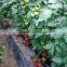 2016 Hybrid High yield disease-resistant Tomato seeds for growing- Tian Bao 338