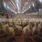 Automatic poultry broiler farm equipment