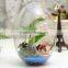 Clear Egg Shape Glass Vase Glass Micro Landscape Bottle