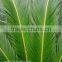 Artificial Cycas Revoluta Sago Cycas for Jurassic Period Dinosaur Hall