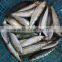 High-quality Sardine For Bait on Sale