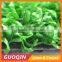 competitive price high density golf artificial grass
