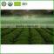 High-grade and nutritious green tea / easy to use made in China