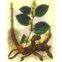 Giant Knotweed Extract 98% Resveratrol