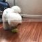 Dog treat dispenser pet toy leaking ball toy