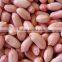 Vietnam core of peanut