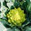 F1 Hybrid Beautiful Green Cauliflower Seeds /Broccoli seeds