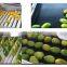 Fruit and vegetable Cleaning, Waxing, Drying and Grading Production Line