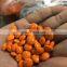 Small Scale Tablet Film Coating Machine Professional Manufacturer