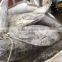 Frozen Long-line Skipjack Tuna Fish